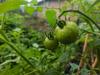 Young tomatoes are green on the plant stem.
Water drops indicate a fresh atmosphere. The background is filled with green leaves which adds a natural and lush impression.