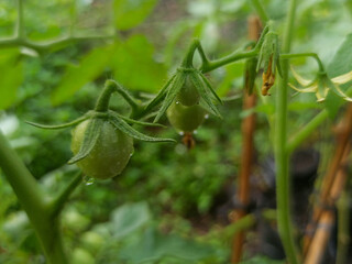 Young tomatoes are green on the plant stem.
Water drops indicate a fresh atmosphere. The background is filled with green leaves which adds a natural and lush impression.