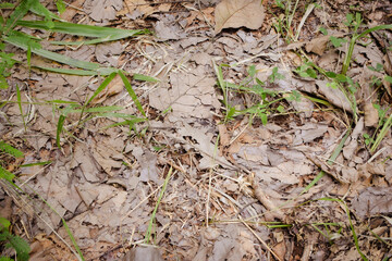 Resilient Plants Struggling to Grow in Arid, Dry Soil Conditions – A Glimpse Into Nature’s Battle for Survival. Drought-Tolerant Plants Attempting to Establish Roots in Cracked, Barren Soil Landscape