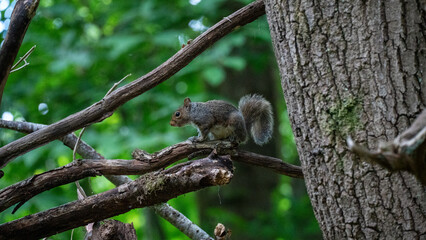 Grey squirrel perched on branch in dense forest with green foliage and tree bark detail in wildlife...