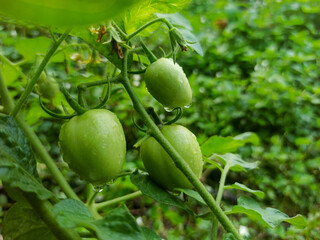 Young tomatoes are green on the plant stem.
Water drops indicate a fresh atmosphere. The background...