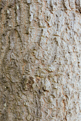 Close-Up Background View of the Textured Bark of a Large, Ancient Tree in Natural Light. Detailed Surface of a Thick Tree Trunk Showing Rugged Bark Texture in a Forest. Perfect for Nature Backgrounds