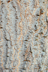 Close-Up Background View of the Textured Bark of a Large, Ancient Tree in Natural Light. Detailed Surface of a Thick Tree Trunk Showing Rugged Bark Texture in a Forest. Perfect for Nature Backgrounds