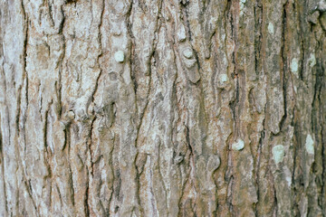 Close-Up Background View of the Textured Bark of a Large, Ancient Tree in Natural Light. Detailed Surface of a Thick Tree Trunk Showing Rugged Bark Texture in a Forest. Perfect for Nature Backgrounds