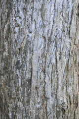 Close-Up Background View of the Textured Bark of a Large, Ancient Tree in Natural Light. Detailed Surface of a Thick Tree Trunk Showing Rugged Bark Texture in a Forest. Perfect for Nature Backgrounds