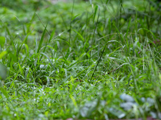 fresh green plants Natural green background with leaf and drops of water.