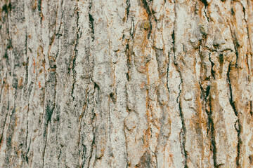 Close-Up Background View of the Textured Bark of a Large, Ancient Tree in Natural Light. Detailed Surface of a Thick Tree Trunk Showing Rugged Bark Texture in a Forest. Perfect for Nature Backgrounds