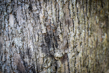 Close-Up Background View of the Textured Bark of a Large, Ancient Tree in Natural Light. Detailed...