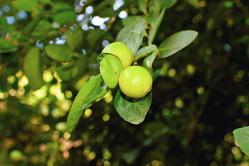 Macro View of Juicy Green Limes on a Vibrant Lime Tree with Dewy Leaves and Natural Lighting. Fresh...