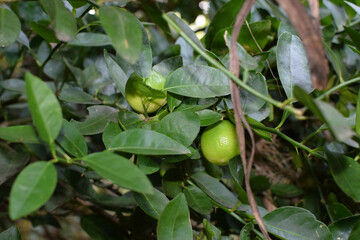 Macro View of Juicy Green Limes on a Vibrant Lime Tree with Dewy Leaves and Natural Lighting. Fresh...