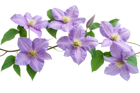 High-resolution clematis flower cluster png on transparent background, isolated botanical cutout ideal for floral design overlays, wedding invitations, scrapbooking, and digital artwork