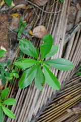 Shows a cluster of variegated green and cream-colored leaves. The plant appears bushy and healthy, with a mix of leaf patterns. Some leaves are tinged with pink or light red, new growth small plants