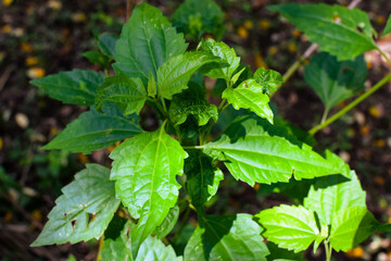 Shows a cluster of variegated green and cream-colored leaves. The plant appears bushy and healthy, with a mix of leaf patterns. Some leaves are tinged with pink or light red, new growth small plants