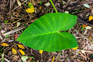 Colocasia leaves with water-flowing technology on the outside. Innovative Water-Flowing Technology Integrated on the Surface of Colocasia Leaves for Bio-Inspired Design Application. Elephant Ear Leave