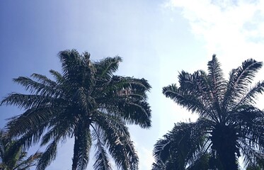 View from Below of Palm Tree Leaves and Cloudy Sky
