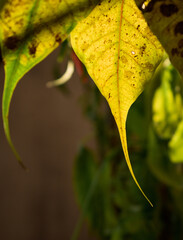 yellow leaf with dew drops