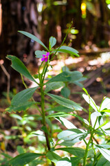 Shows a cluster of variegated green and cream-colored leaves. The plant appears bushy and healthy, with a mix of leaf patterns. Some leaves are tinged with pink or light red, new growth small plants