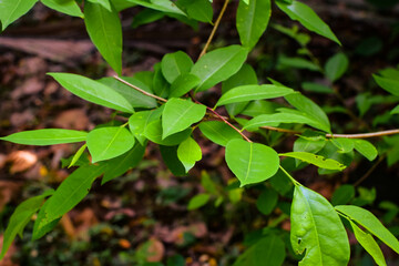 Shows a cluster of variegated green and cream-colored leaves. The plant appears bushy and healthy, with a mix of leaf patterns. Some leaves are tinged with pink or light red, new growth small plants