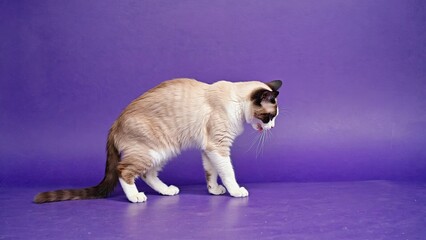 Playful cat exploring a vibrant purple background in a home setting during the afternoon