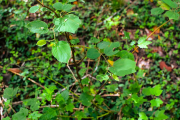 Obraz premium Shows a cluster of variegated green and cream-colored leaves. The plant appears bushy and healthy, with a mix of leaf patterns. Some leaves are tinged with pink or light red, new growth small plants