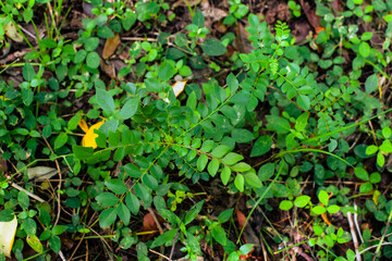 Shows a cluster of variegated green and cream-colored leaves. The plant appears bushy and healthy, with a mix of leaf patterns. Some leaves are tinged with pink or light red, new growth small plants