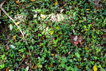Shows a cluster of variegated green and cream-colored leaves. The plant appears bushy and healthy, with a mix of leaf patterns. Some leaves are tinged with pink or light red, new growth small plants