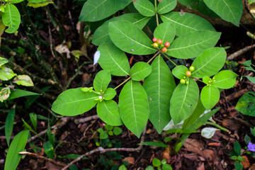 Shows a cluster of variegated green and cream-colored leaves. The plant appears bushy and healthy, with a mix of leaf patterns. Some leaves are tinged with pink or light red, new growth small plants