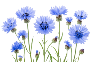 Vibrant blue cornflower blossom cluster isolated on transparent background — high-resolution PNG botanical cutout ideal for floral overlays, wedding invitations, scrapbooking, and elegant nature