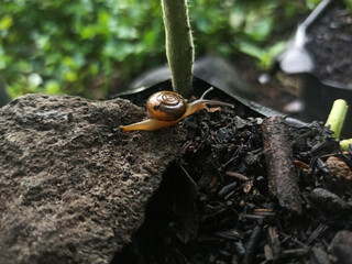 Macro Bush Snail or Bradybaena similaris which is often found around the yard or garden.
Usually...