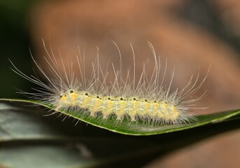 Fall Webworm Hyphantria cunea caterpillar insect nature pest control Springtime.