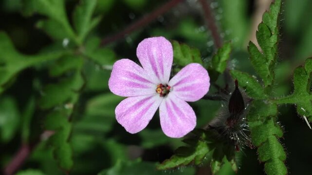 Closeup of a Herb-Robert, Geranium robertianium, flower in early Summer.