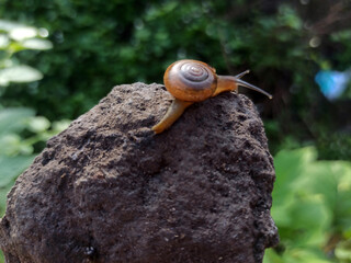 Macro Bush Snail or Bradybaena similaris which is often found around the yard or garden.
Usually...