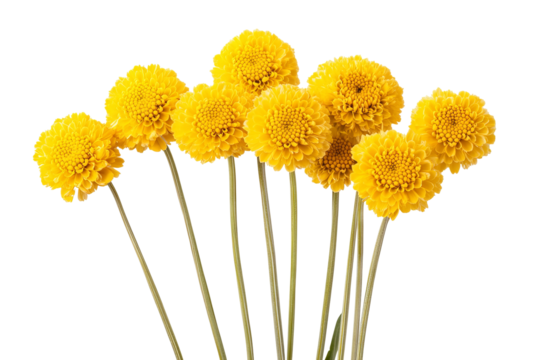 High-resolution Craspedia Billy Button flower cluster isolated PNG on transparent background, ideal for seamless botanical cutouts, floral overlays, greeting cards, wedding invitations, scrapbooking