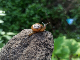 Macro Bush Snail or Bradybaena similaris which is often found around the yard or garden.
Usually...