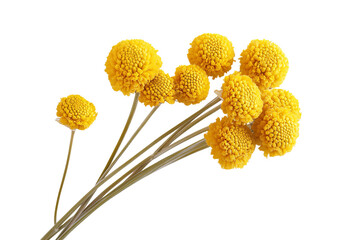 High-resolution Craspedia Billy Button flower cluster isolated PNG on transparent background, ideal for seamless botanical cutouts, floral overlays, greeting cards, wedding invitations, scrapbooking