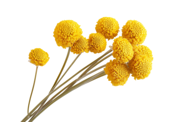 High-resolution Craspedia Billy Button flower cluster isolated PNG on transparent background, ideal for seamless botanical cutouts, floral overlays, greeting cards, wedding invitations, scrapbooking