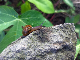 Macro Bush Snail or Bradybaena similaris which is often found around the yard or garden.
Usually hides in bushes, under rocks or other objects on the ground.