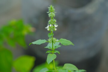 Flowers of fresh Lemon basil (Ocimum × citriodorum), Daun kemangi , Hoary basil green growth in...