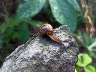 Macro Bush Snail or Bradybaena similaris which is often found around the yard or garden.
Usually...