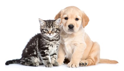 Kitten and Golden Retriever Puppy.
