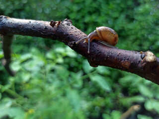 Macro Bush Snail or Bradybaena similaris which is often found around the yard or garden.
Usually...