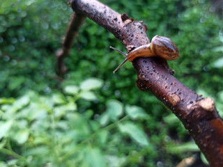 Macro Bush Snail or Bradybaena similaris which is often found around the yard or garden.
Usually hides in bushes, under rocks or other objects on the ground.