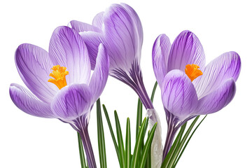 High-resolution isolated crocus flower cluster PNG cutout on transparent background for spring floral overlays, greeting cards, scrapbooking, wedding invitations, and elegant botanical design projects