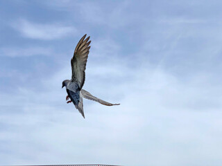 神田川5月：羽ばたく鳩 2025/5/14
