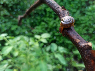 Macro Bush Snail or Bradybaena similaris which is often found around the yard or garden.
Usually...
