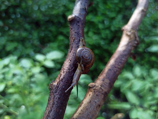 Macro Bush Snail or Bradybaena similaris which is often found around the yard or garden.
Usually hides in bushes, under rocks or other objects on the ground.