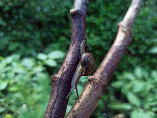 Macro Bush Snail or Bradybaena similaris which is often found around the yard or garden.
Usually...