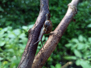 Macro Bush Snail or Bradybaena similaris which is often found around the yard or garden.
Usually...