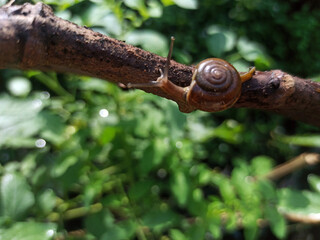 Macro Bush Snail or Bradybaena similaris which is often found around the yard or garden.
Usually...