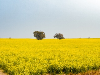 yellow rape field
